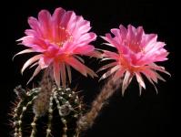 Thumbnail of 1515_Echinopsis Hybride Doris_20170529_02(1).JPG
